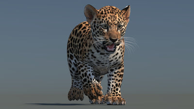 Front view of walking leopard cub 3D model with textured fur in a natural-colored environment