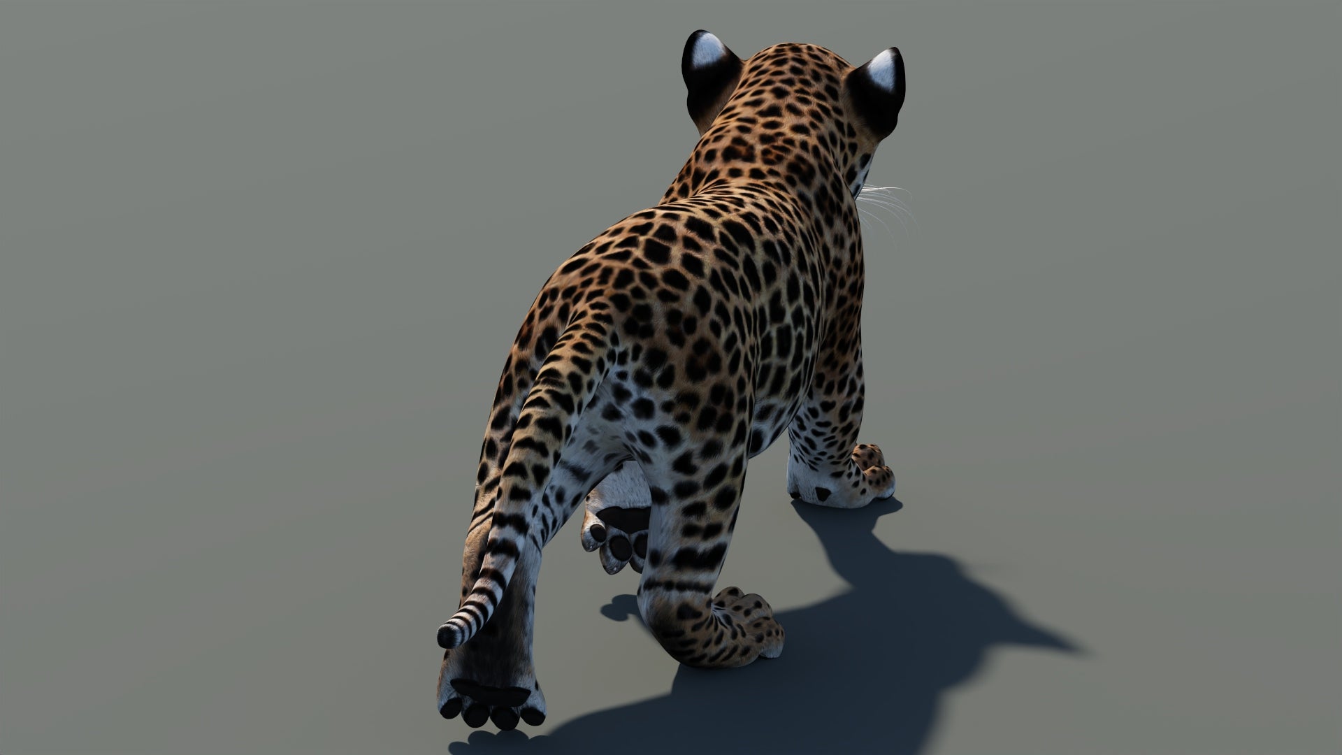 Rear view of walking leopard cub 3D model with textured fur in a natural-colored environment