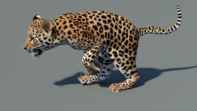 Running pose of leopard cub 3D model with textured fur in a natural-colored environment