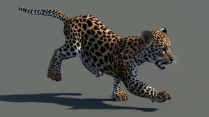 Leopard cub 3D model in a different running pose with textured fur in a natural-colored environment Thumbnail