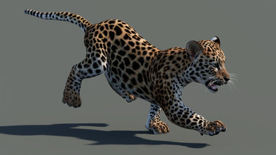 Leopard cub 3D model in a different running pose with textured fur in a natural-colored environment