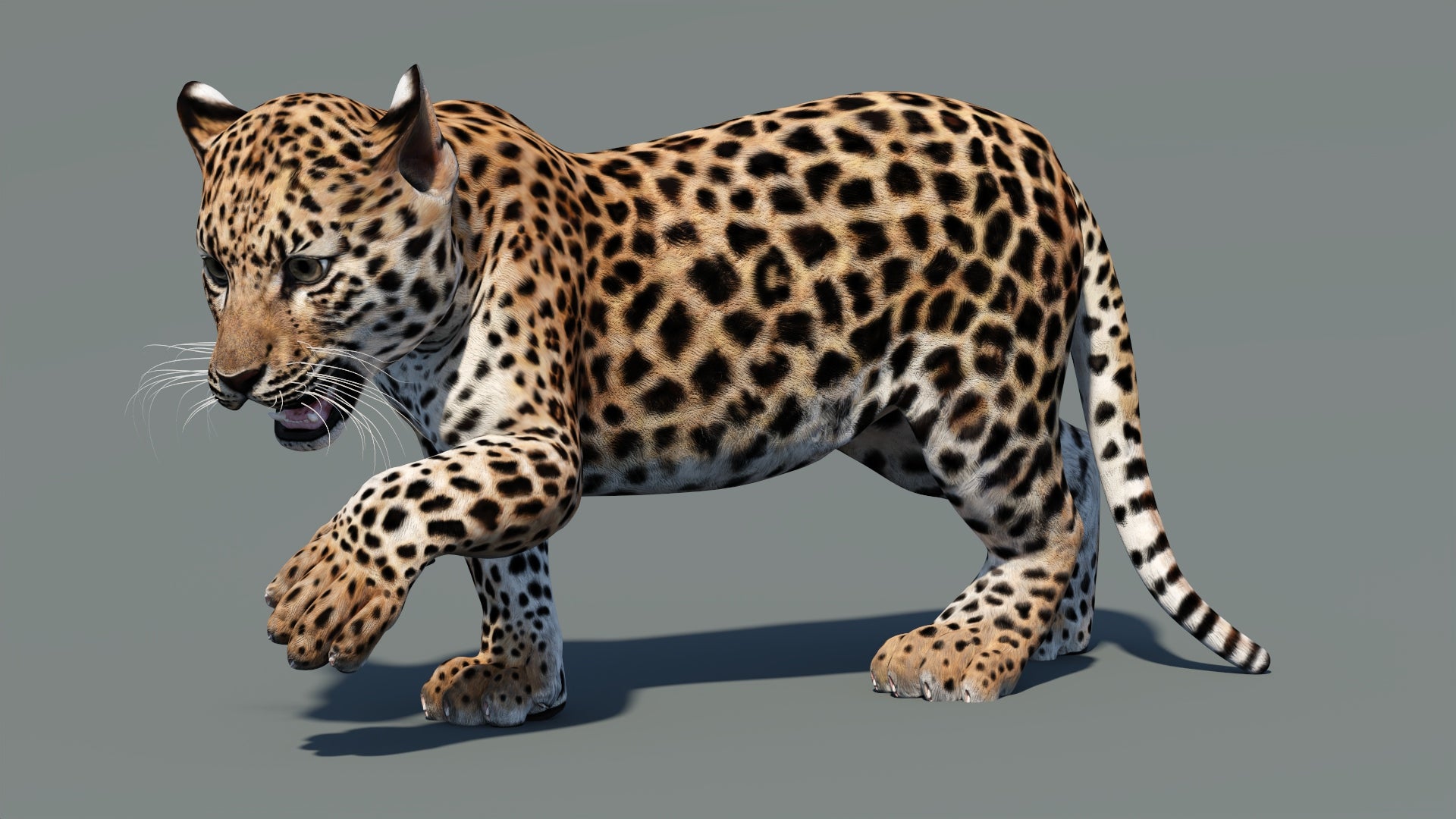Leopard cub 3D model in a standing pose with one paw lifted, as if preparing to walk, with textured fur in a natural-colored environment