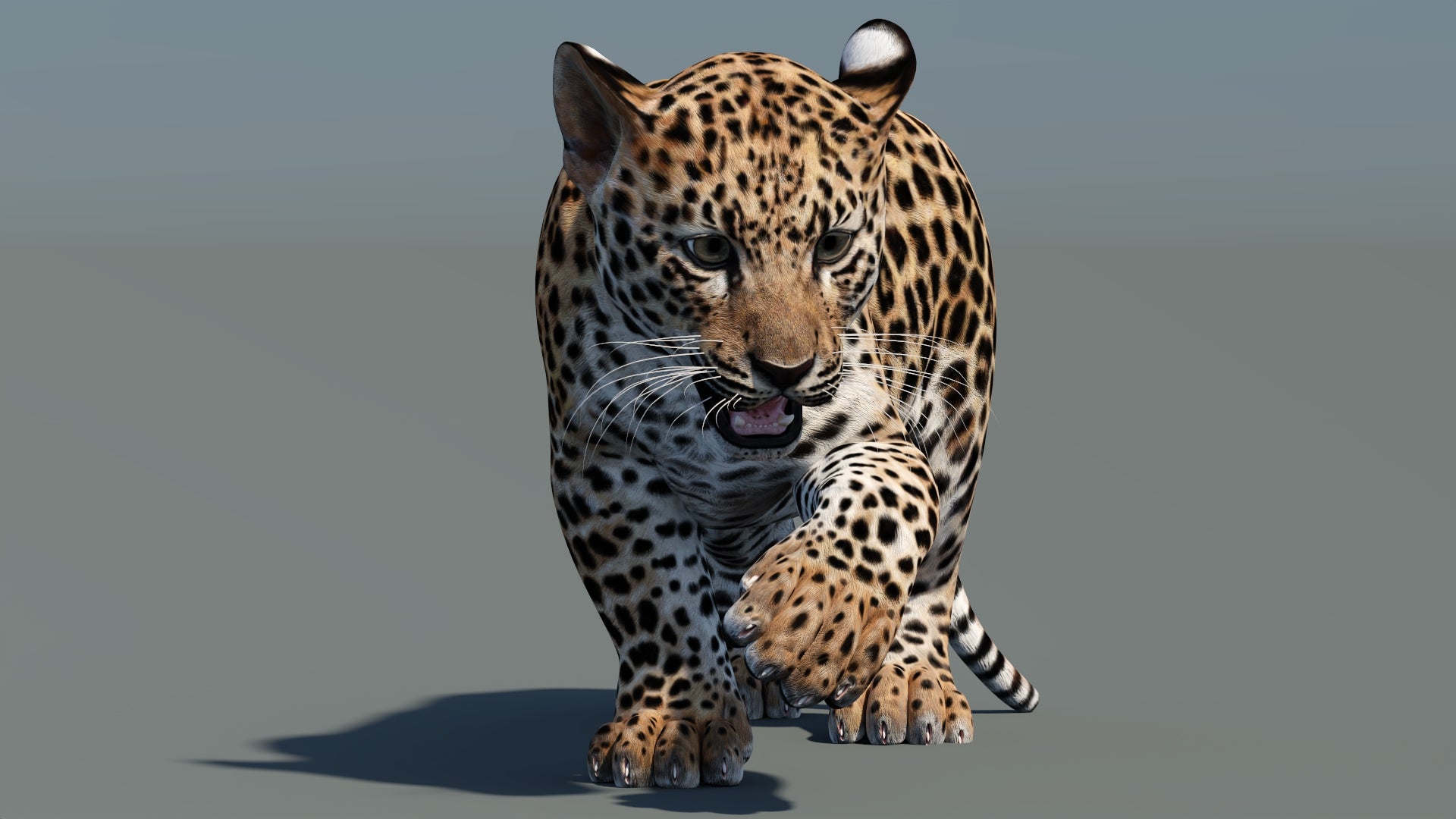Front view of leopard cub 3D model in a standing pose with one paw lifted, with textured fur in a natural-colored environment