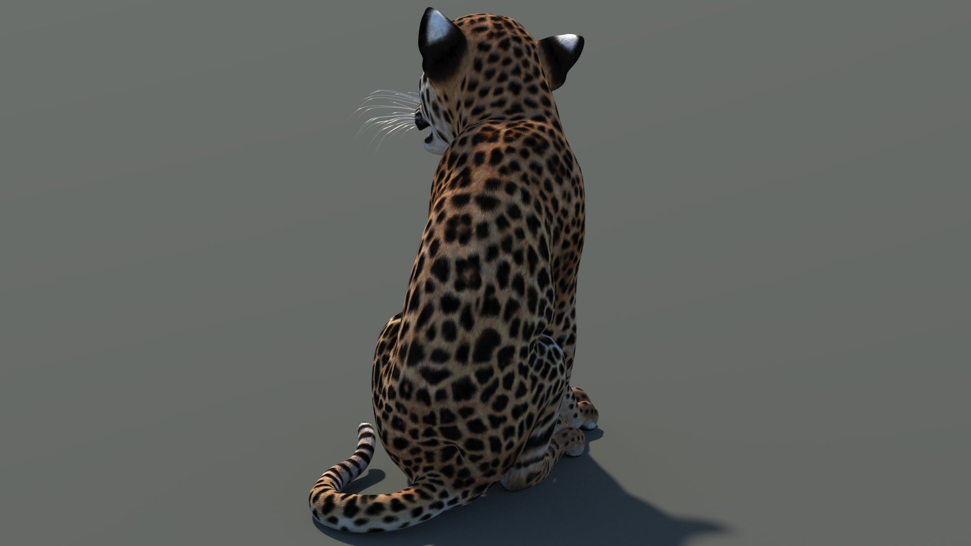 Rear-side view of seated leopard cub 3D model with textured fur in a natural-colored environment