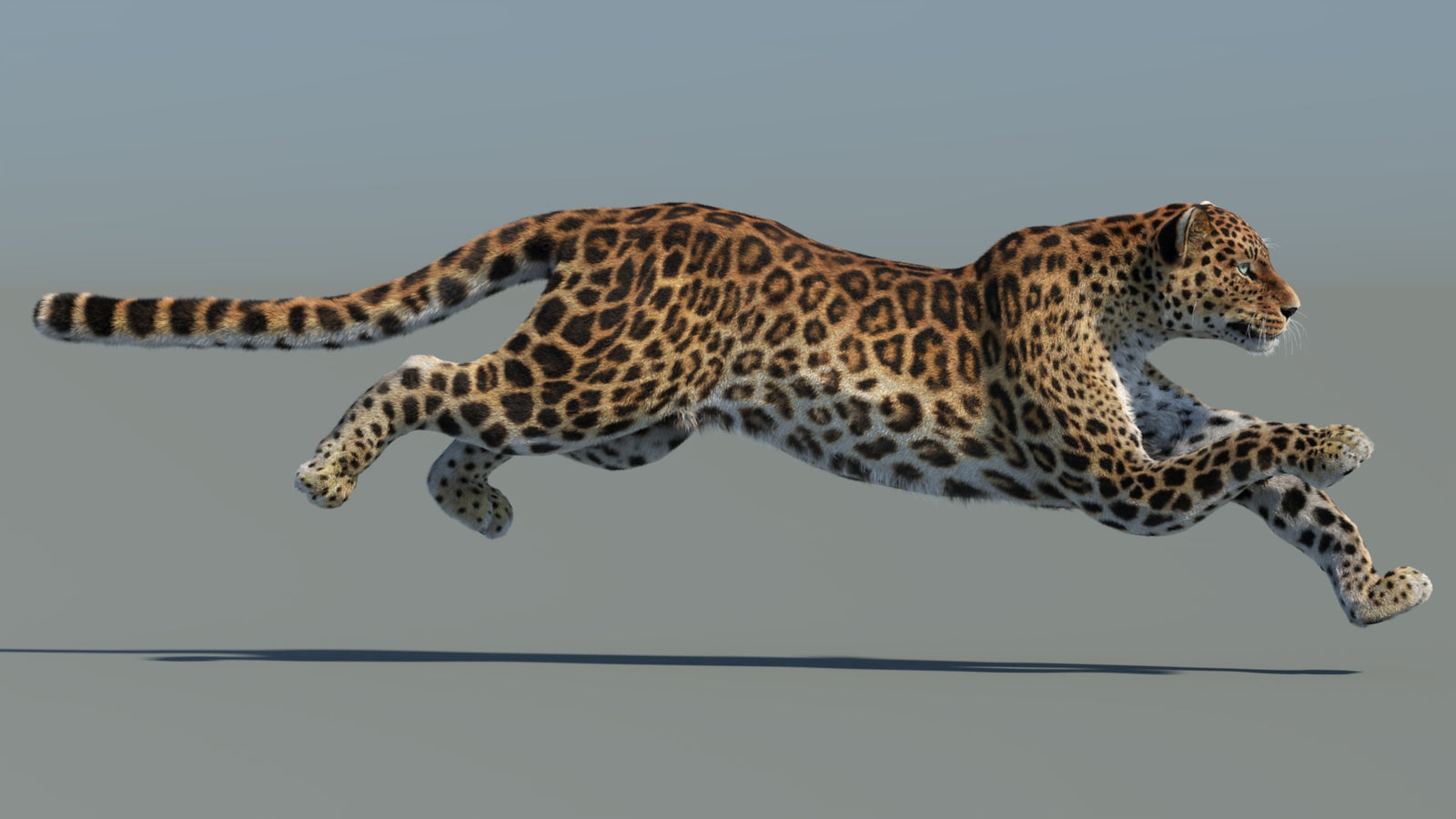 Animated Sri Lankan Leopard 3D Model Fur 360° view 5 frame 1