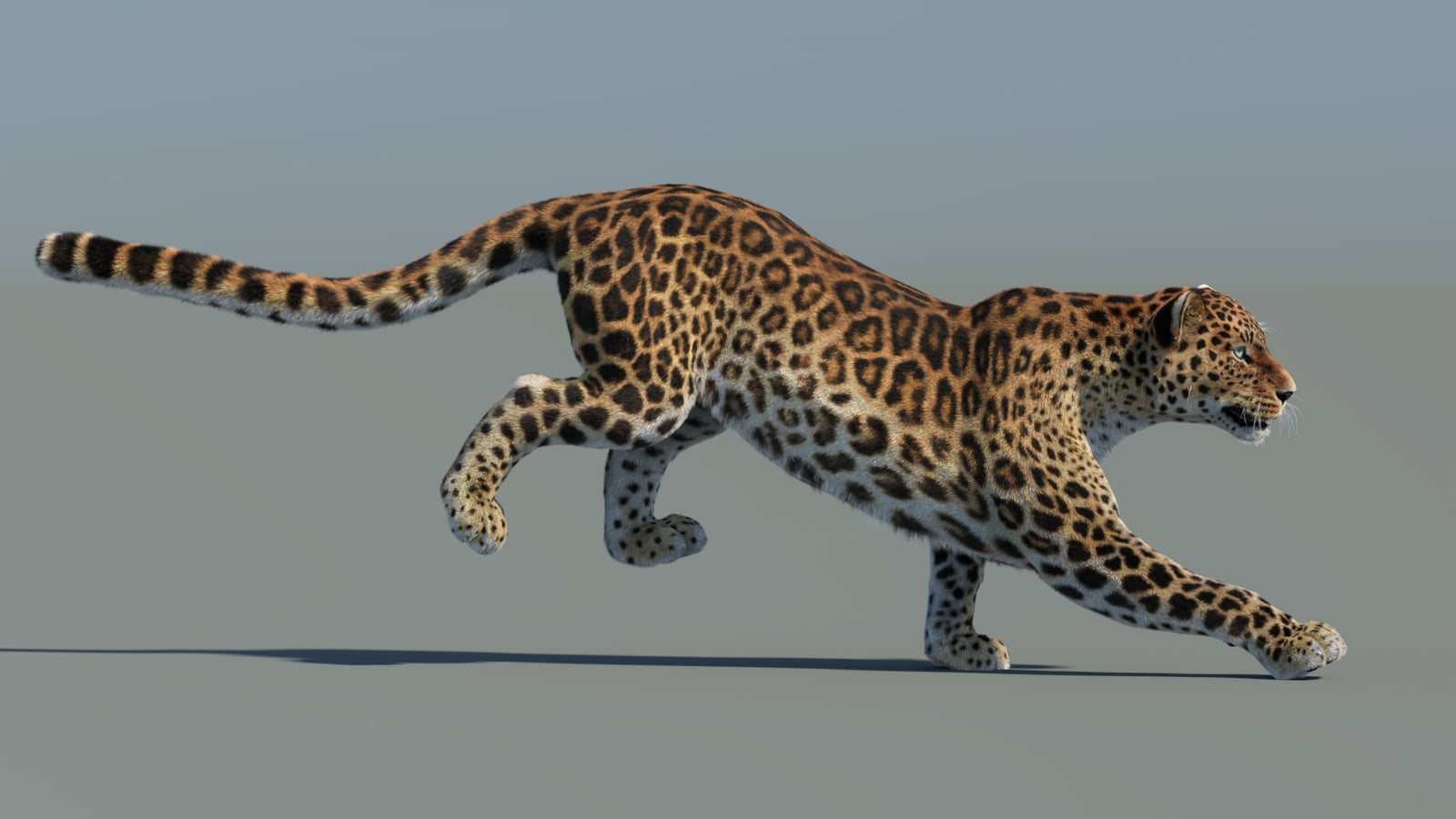 Animated Sri Lankan Leopard 3D Model Fur 360° view 5 frame 3