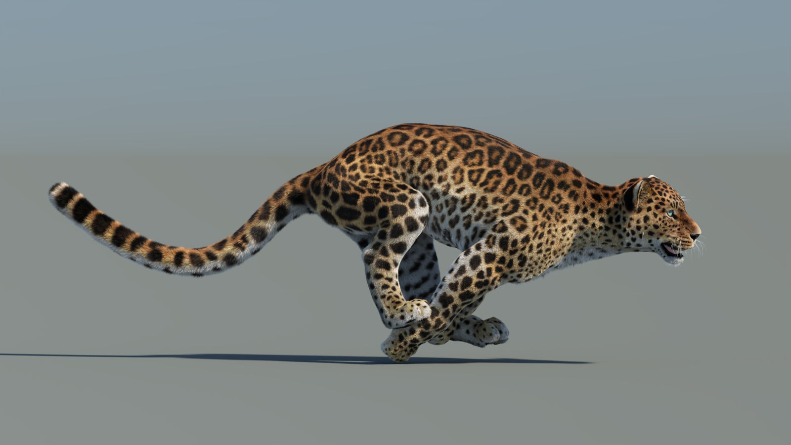 Animated Sri Lankan Leopard 3D Model Fur 360° view 5 frame 6