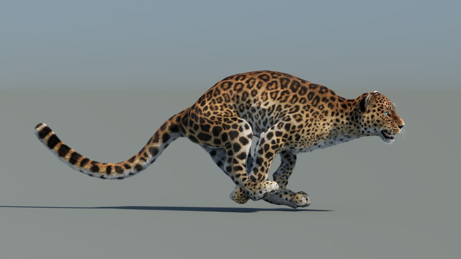 Animated Sri Lankan Leopard 3D Model Fur 360° view 5 frame 7