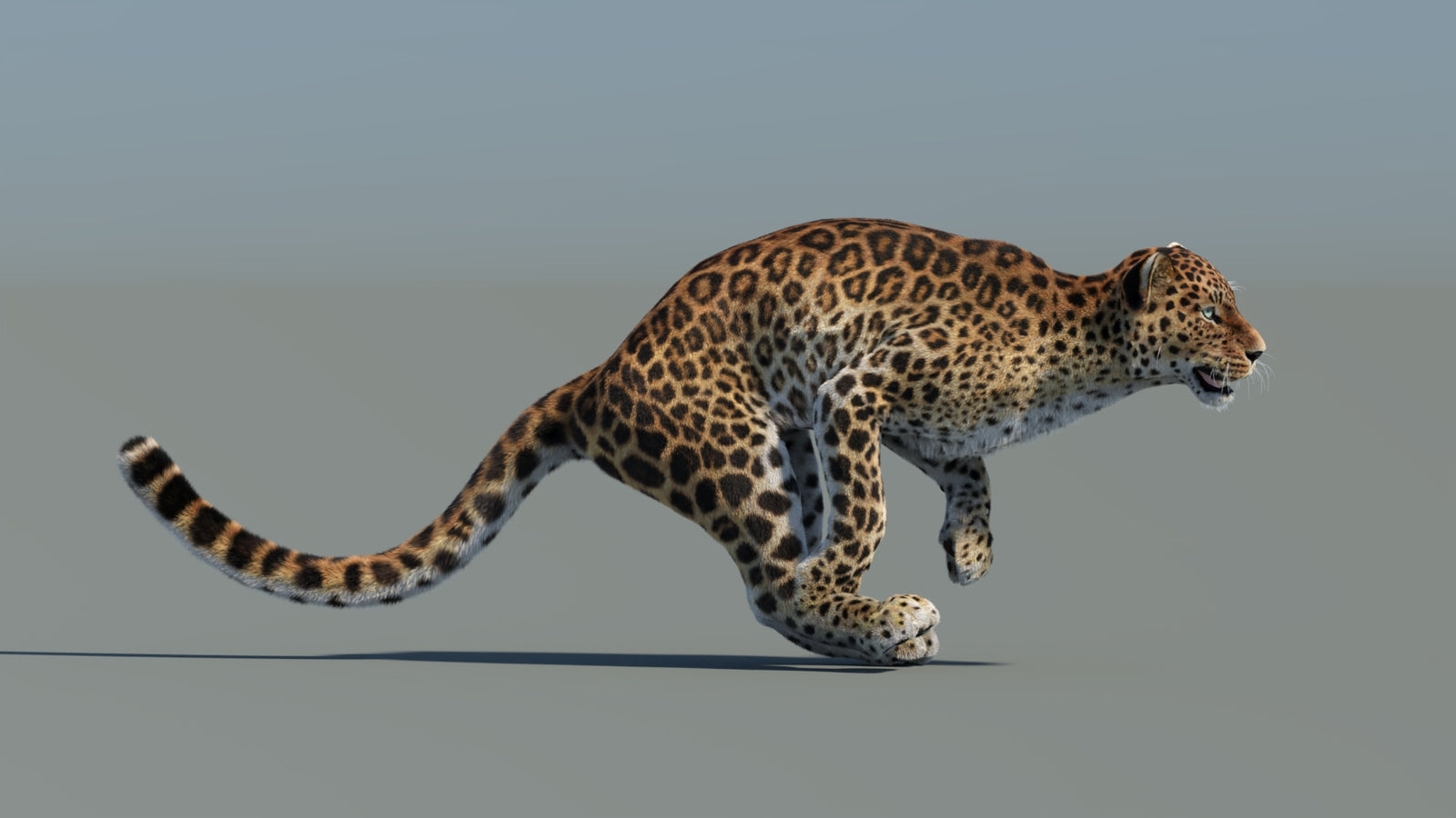 Animated Sri Lankan Leopard 3D Model Fur 360° view 5 frame 8