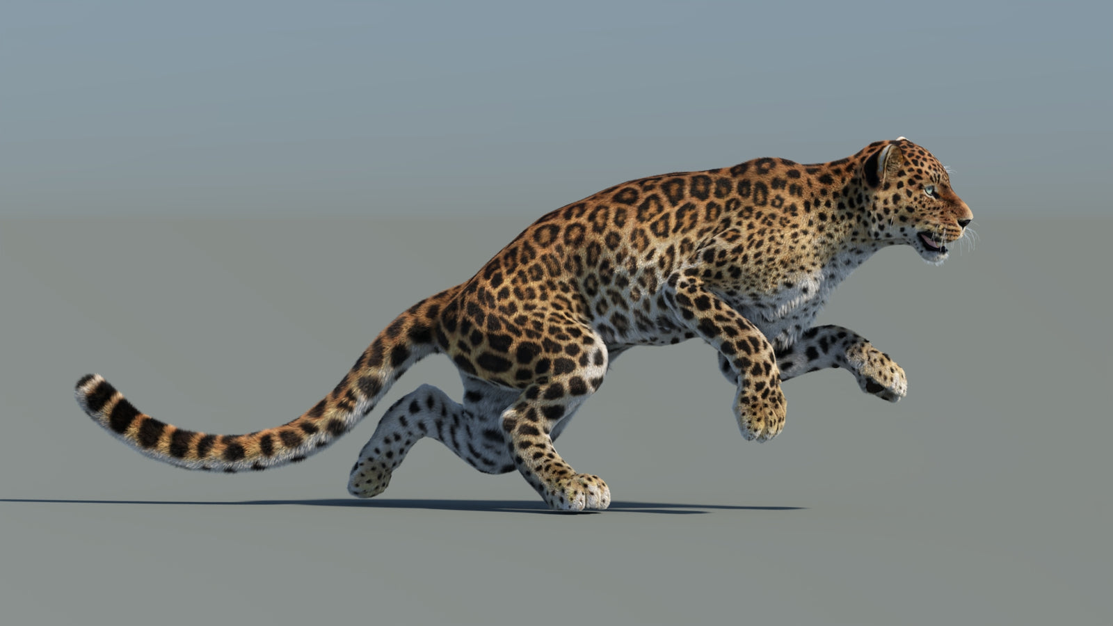 Animated Sri Lankan Leopard 3D Model Fur 360° view 5 frame 10