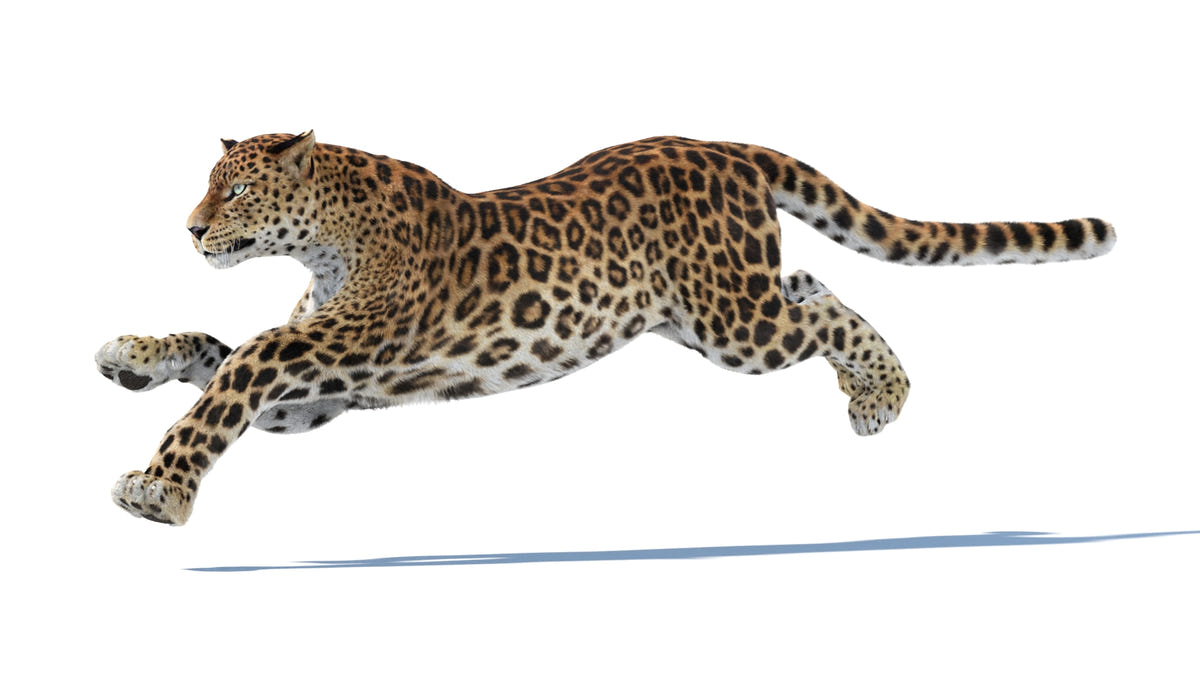 Animated Sri Lankan Leopard 3D Model Fur - 360 Degree View