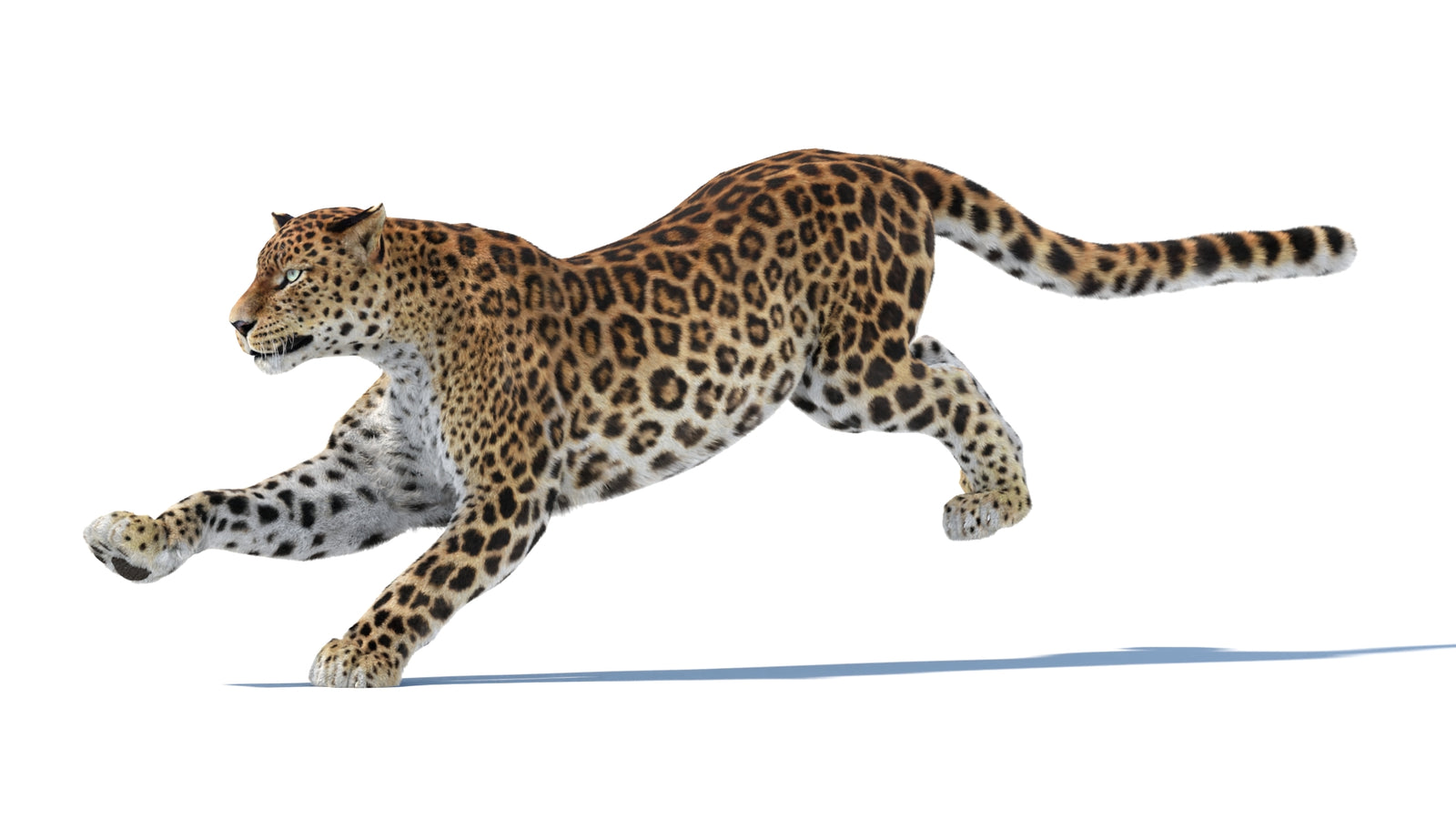 Animated Sri Lankan Leopard 3D Model Fur 360° view 6 frame 2
