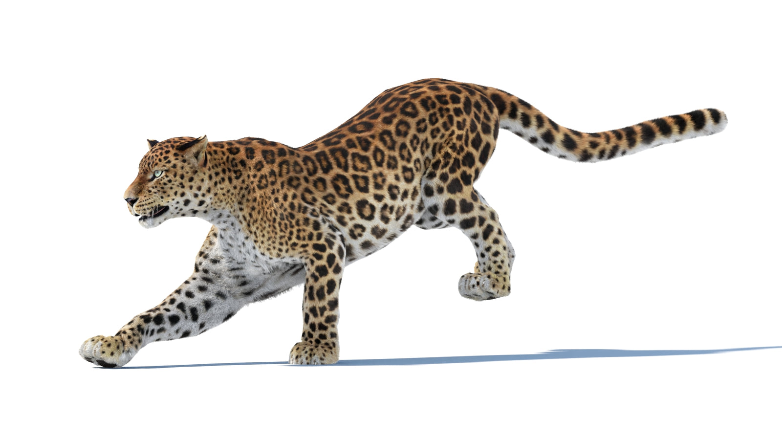 Animated Sri Lankan Leopard 3D Model Fur 360° view 6 frame 3