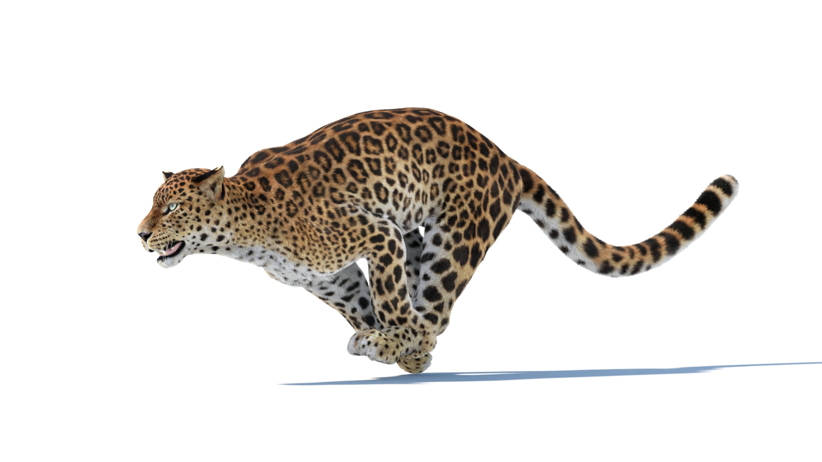 Animated Sri Lankan Leopard 3D Model Fur 360° view 6 frame 6