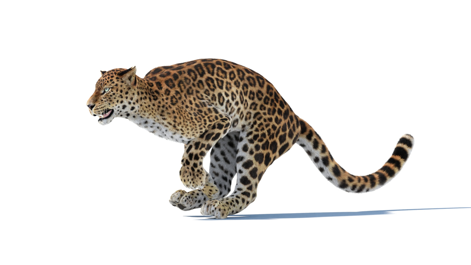 Animated Sri Lankan Leopard 3D Model Fur 360° view 6 frame 8