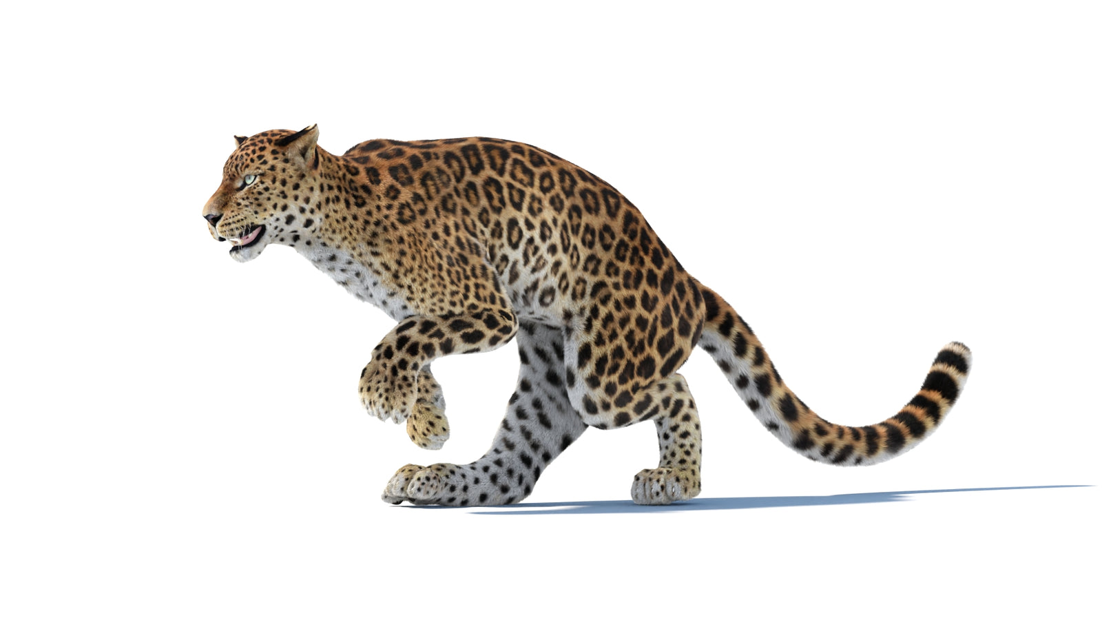 Animated Sri Lankan Leopard 3D Model Fur 360° view 6 frame 9