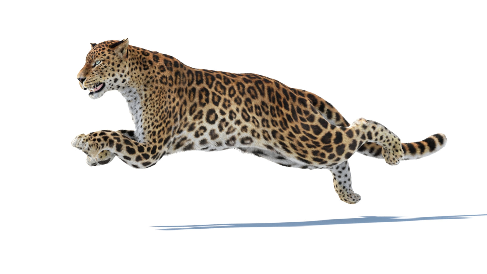 Animated Sri Lankan Leopard 3D Model Fur 360° view 6 frame 12