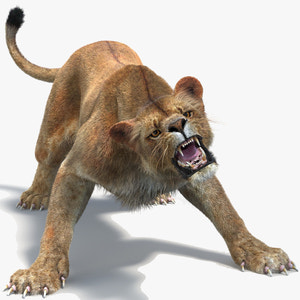 Animated Lioness Fur 3D Model Two Colors Thumbnail