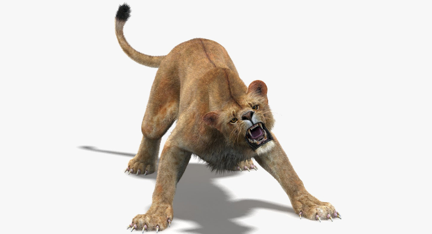 Animated Lioness Fur 3D Model Two Colors