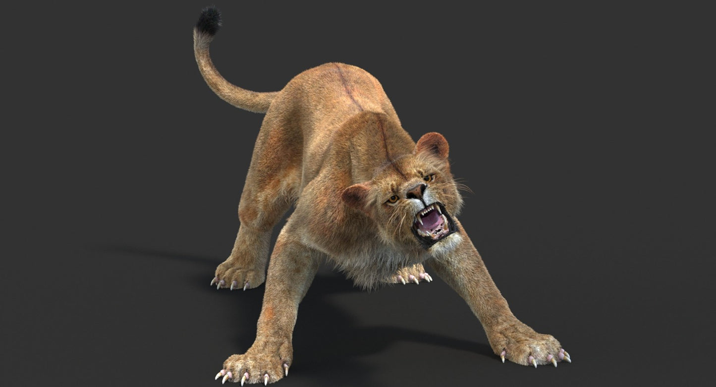 Animated Lioness Fur 3D Model Two Colors
