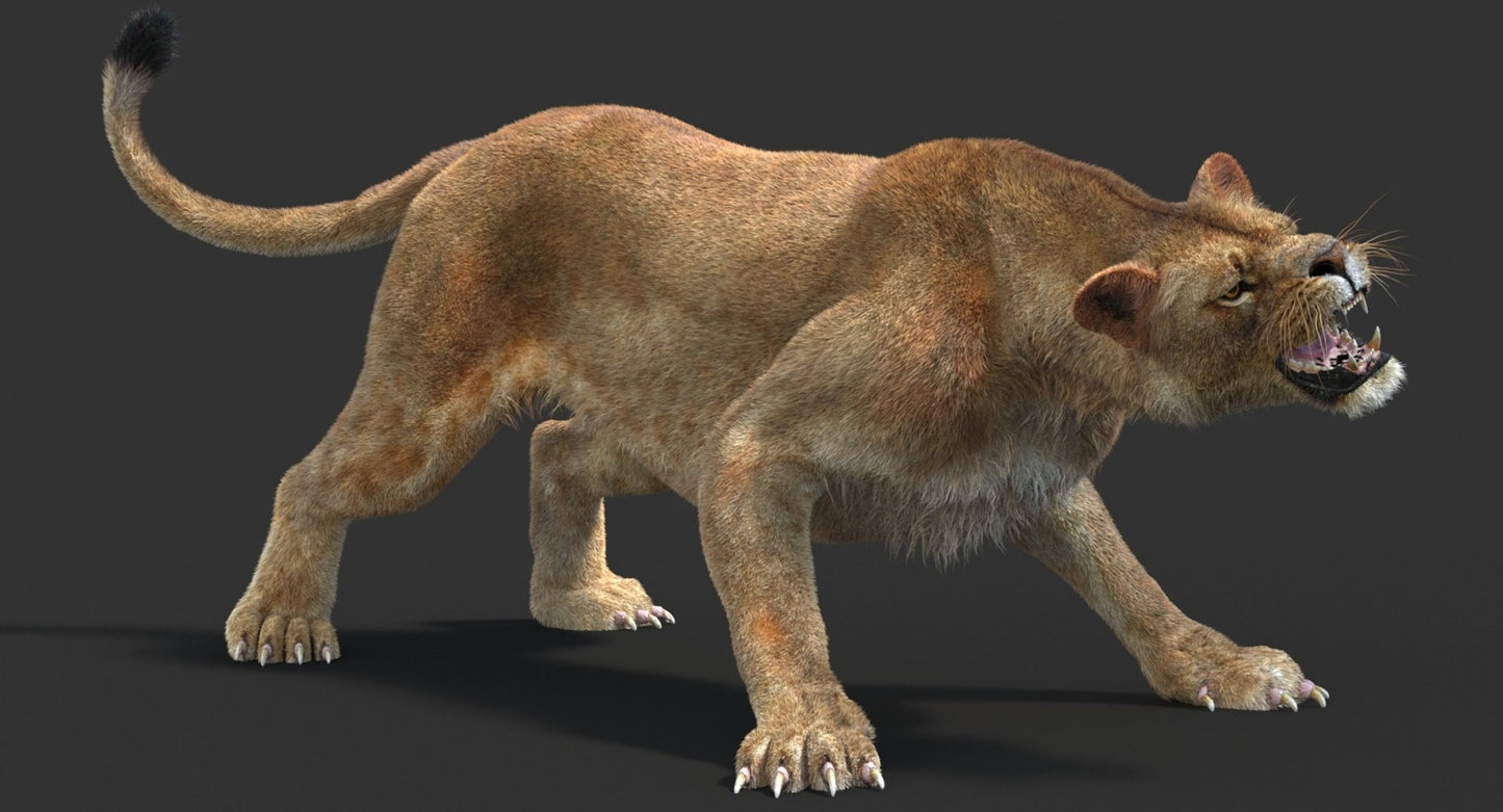 Animated Lioness Fur 3D Model Two Colors