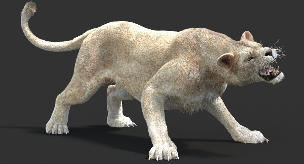Animated Lioness 3D Model - Hair and Fur | Two Colors
