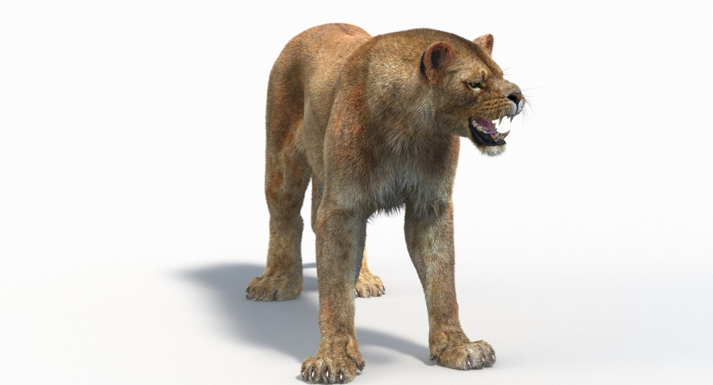 Animated Lioness Fur 3D Model Two Colors