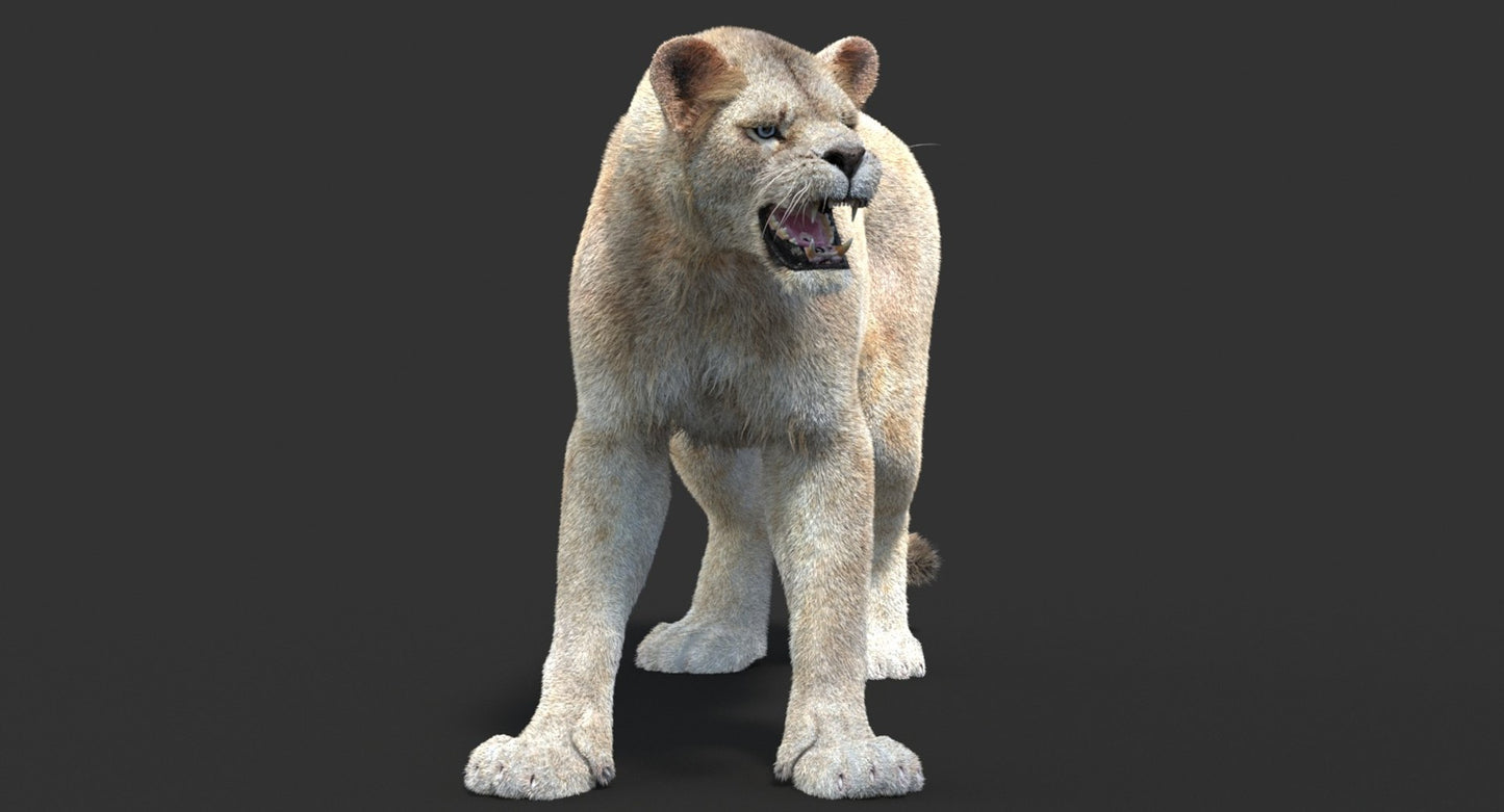 Animated Lioness Fur 3D Model Two Colors