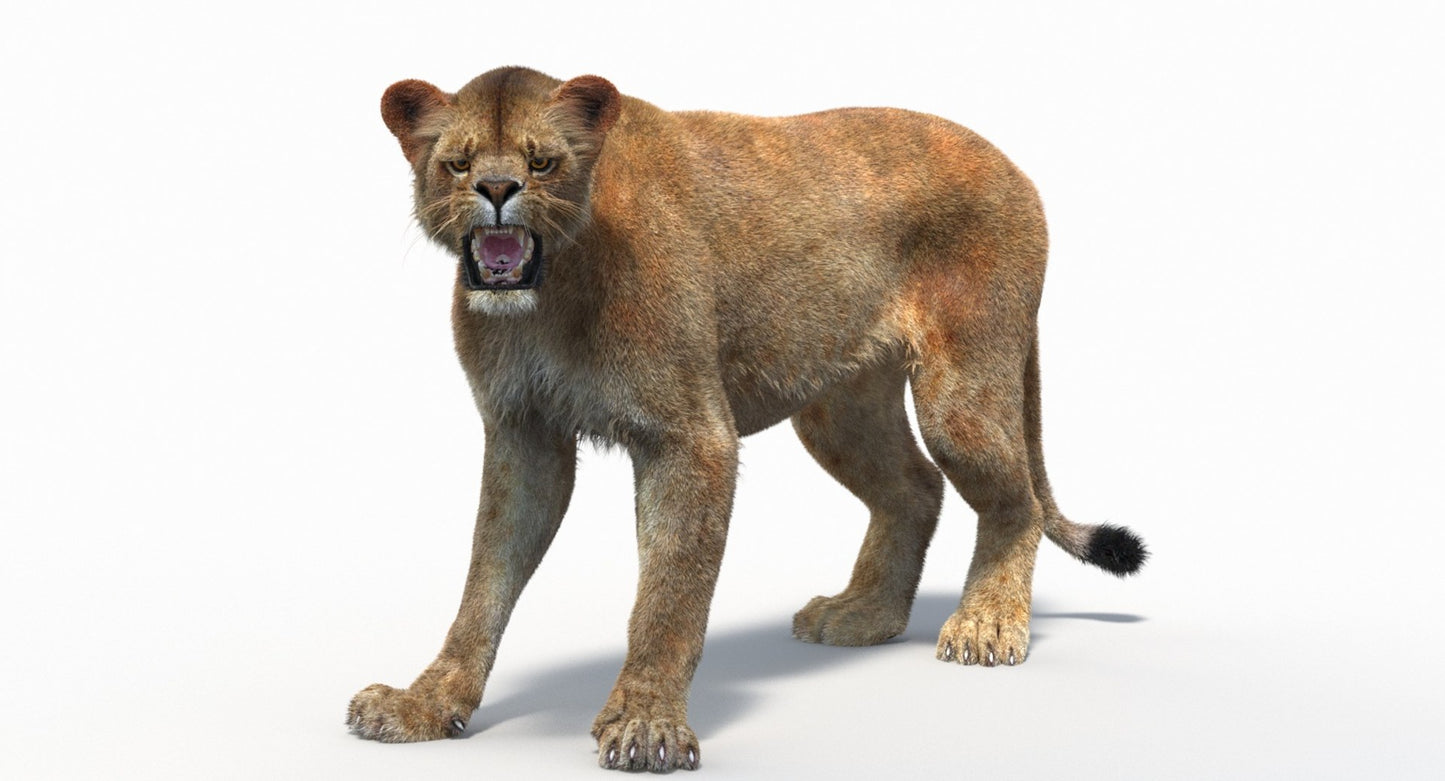 Animated Lioness Fur 3D Model Two Colors