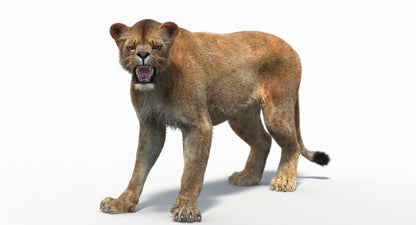 Animated Lioness Fur 3D Model Two Colors