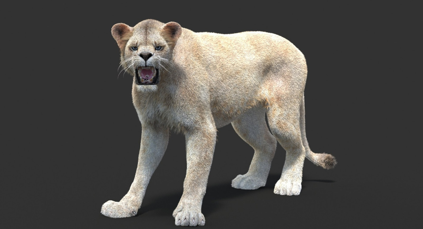 Animated Lioness Fur 3D Model Two Colors