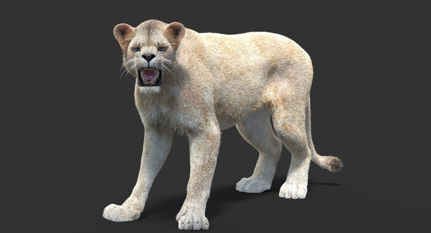 Animated Lioness Fur 3D Model Two Colors