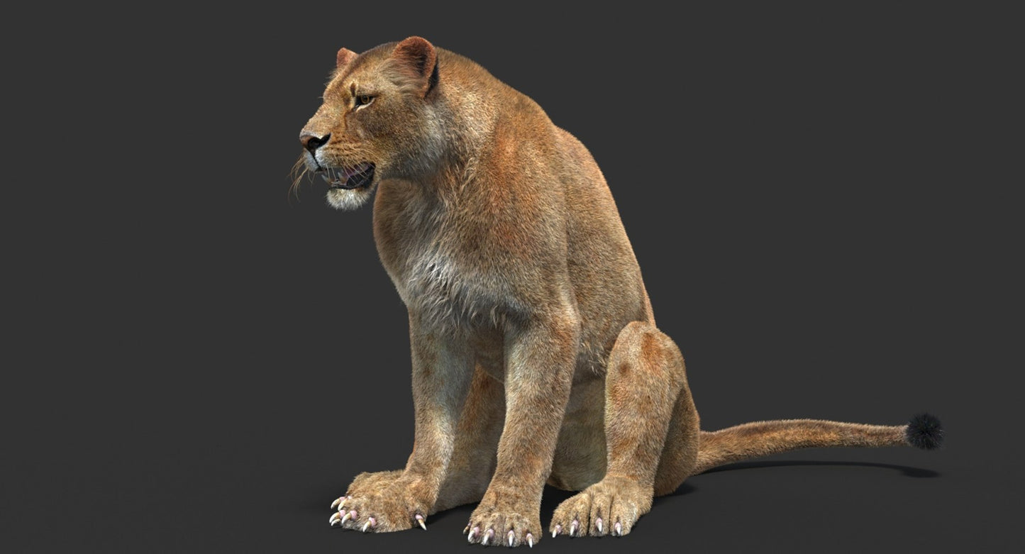 Animated Lioness Fur 3D Model Two Colors
