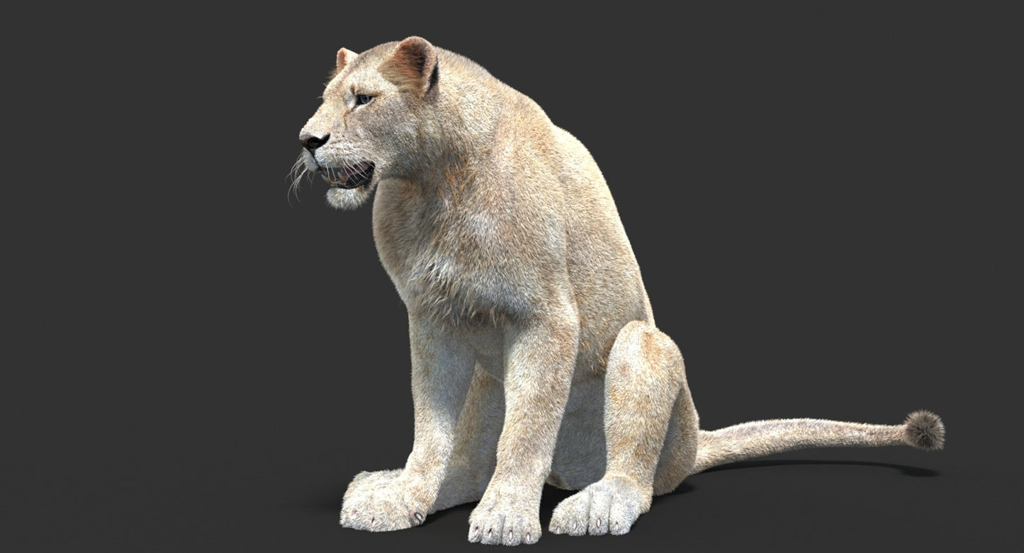 Animated Lioness Fur 3D Model Two Colors
