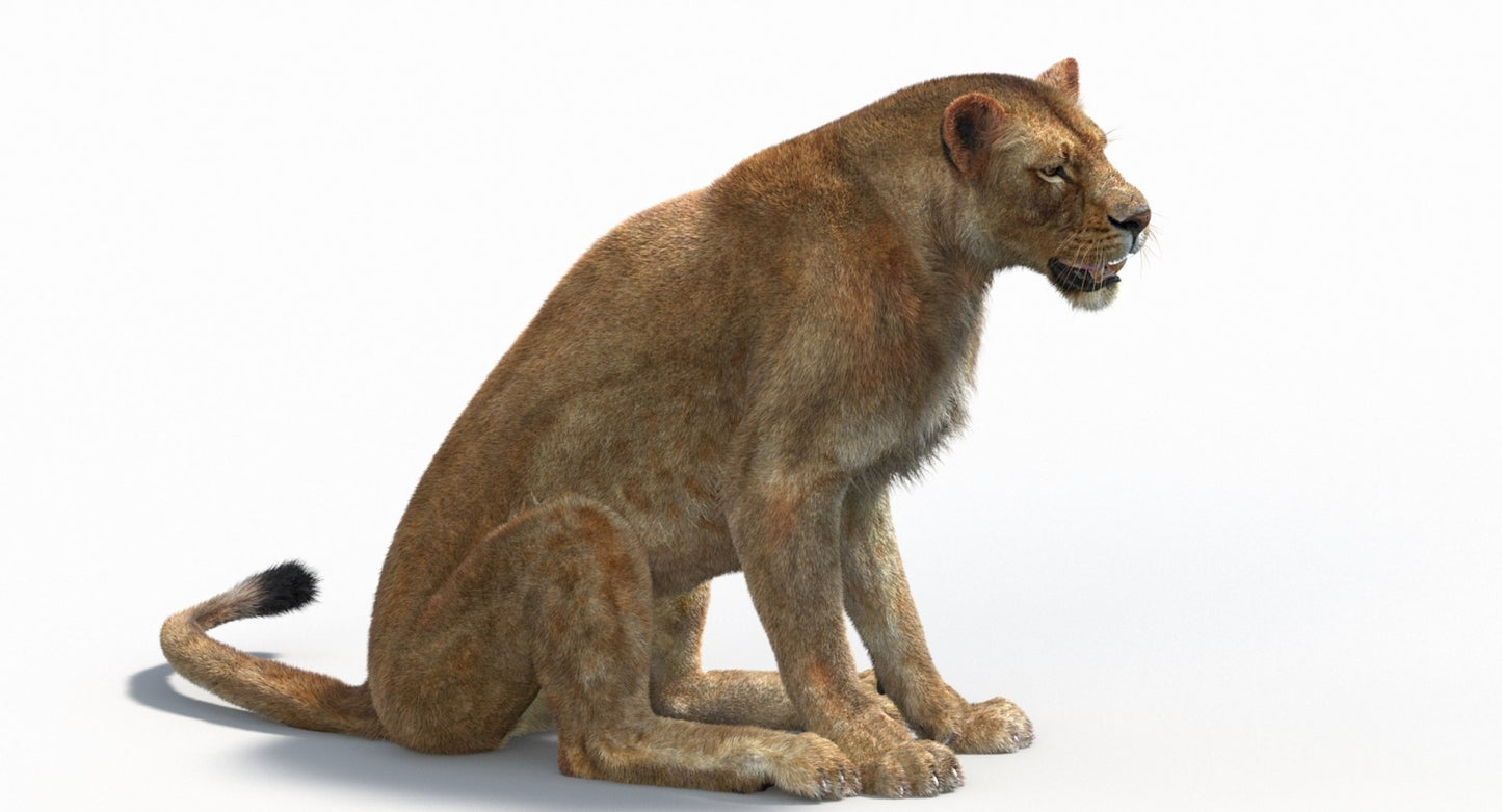 Animated Lioness Fur 3D Model Two Colors