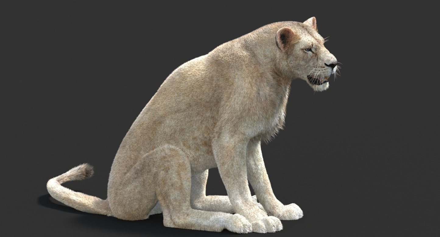 Animated Lioness Fur 3D Model Two Colors