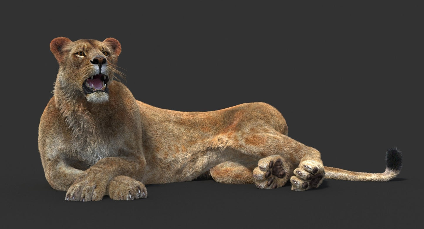 Animated Lioness Fur 3D Model Two Colors