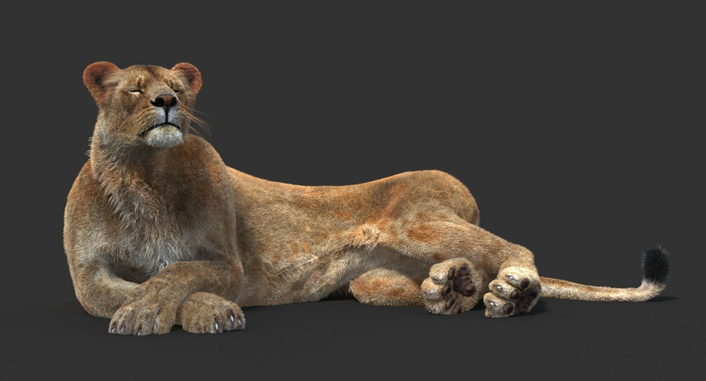 Animated Lioness Fur 3D Model Two Colors