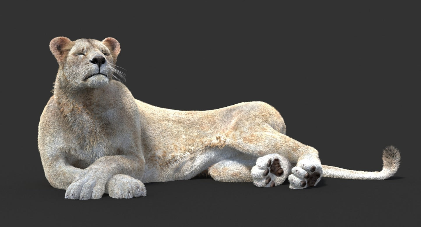 Animated Lioness Fur 3D Model Two Colors
