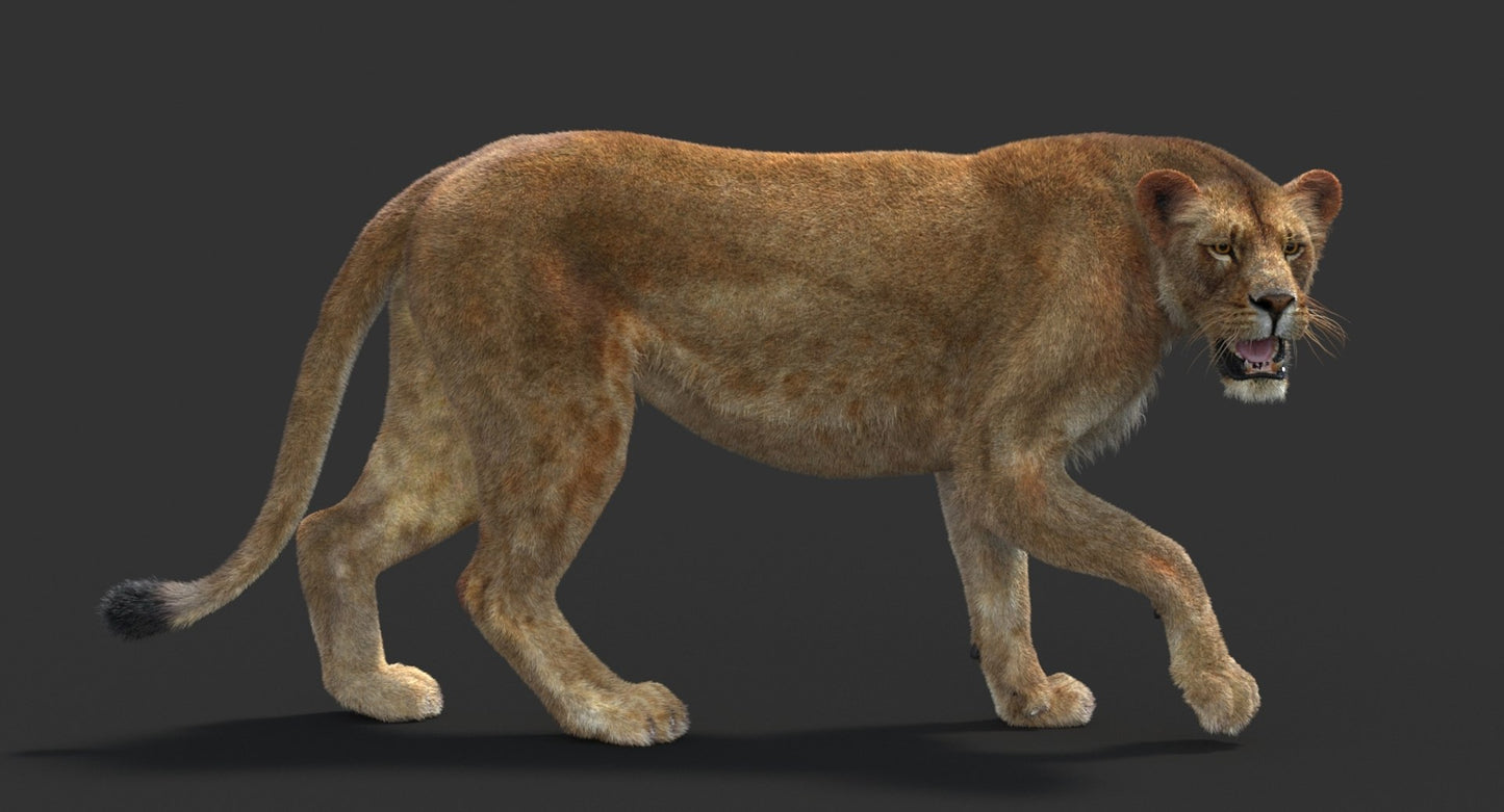 Animated Lioness Fur 3D Model Two Colors