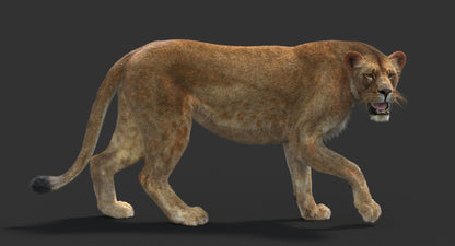 Animated Lioness Fur 3D Model Two Colors