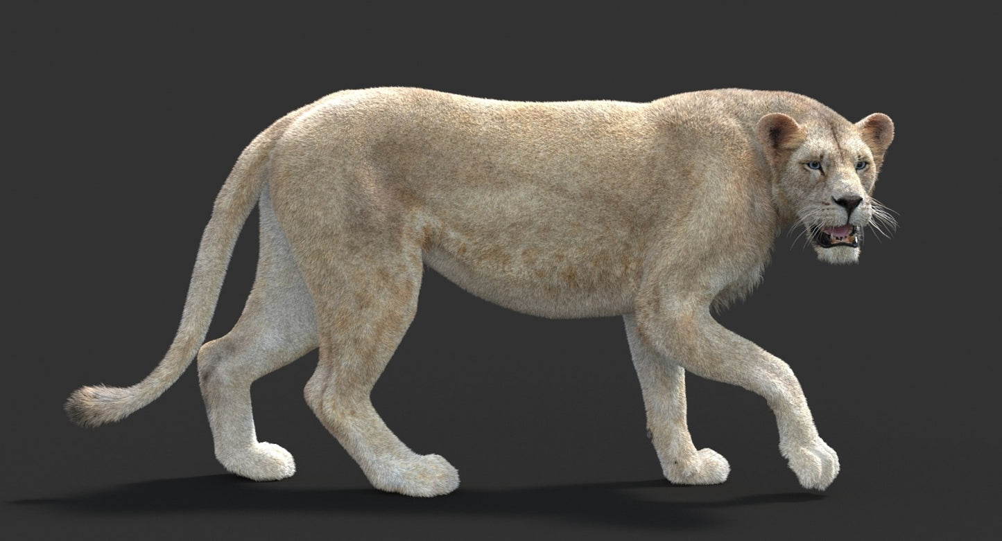 Animated Lioness Fur 3D Model Two Colors
