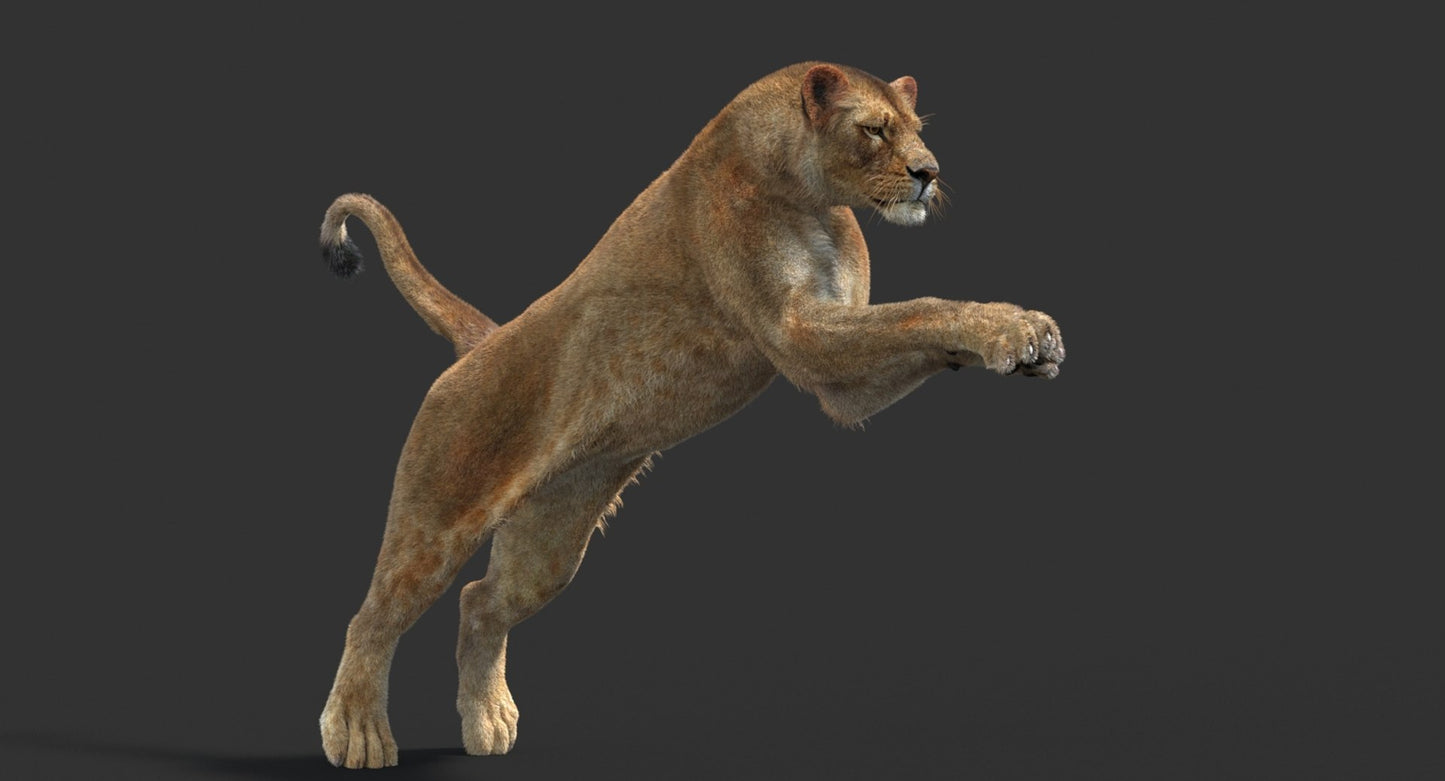 Animated Lioness Fur 3D Model Two Colors