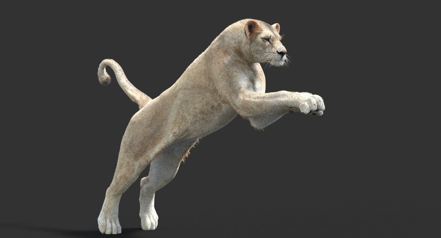 Animated Lioness Fur 3D Model Two Colors