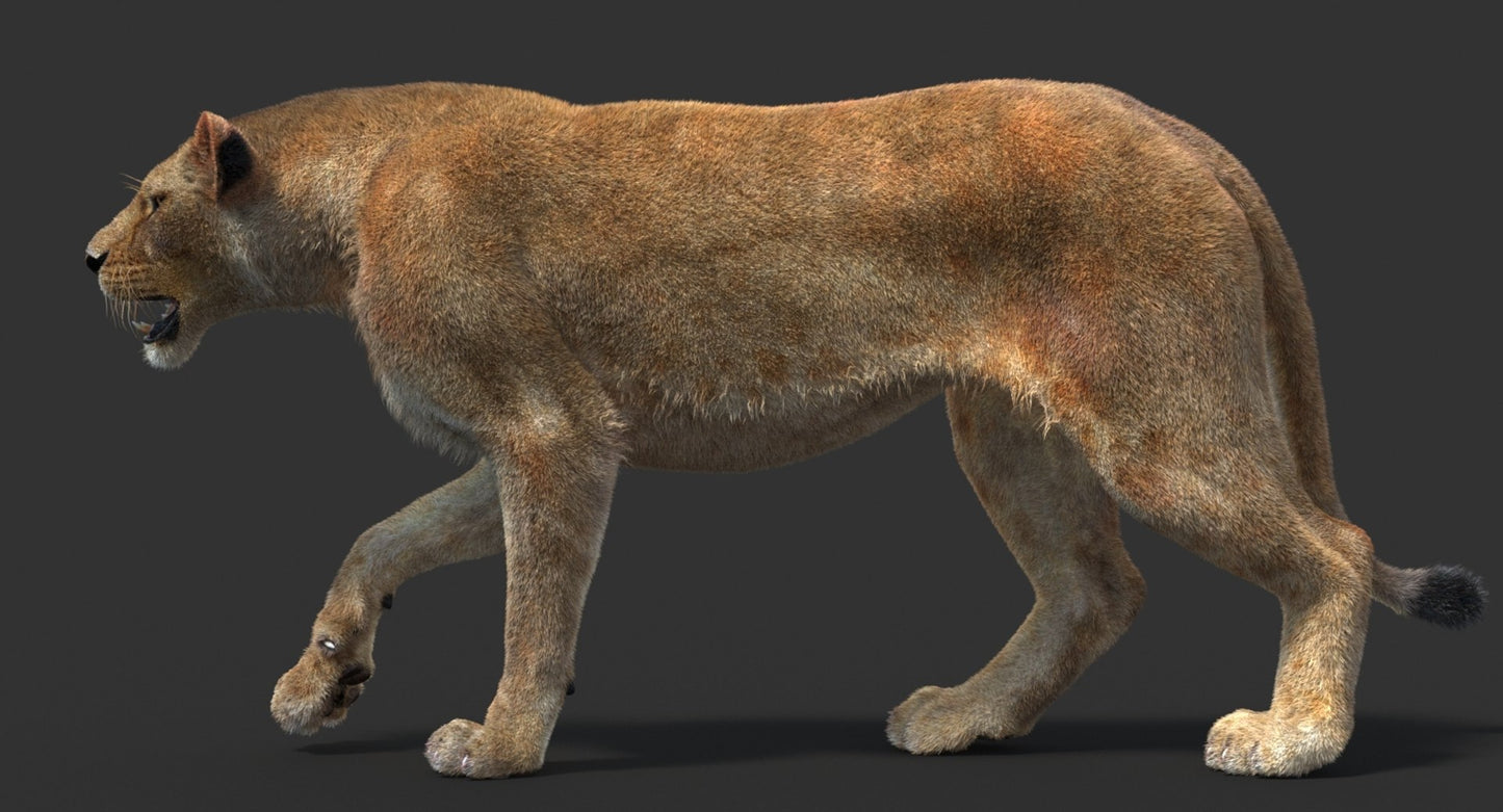 Animated Lioness Fur 3D Model Two Colors
