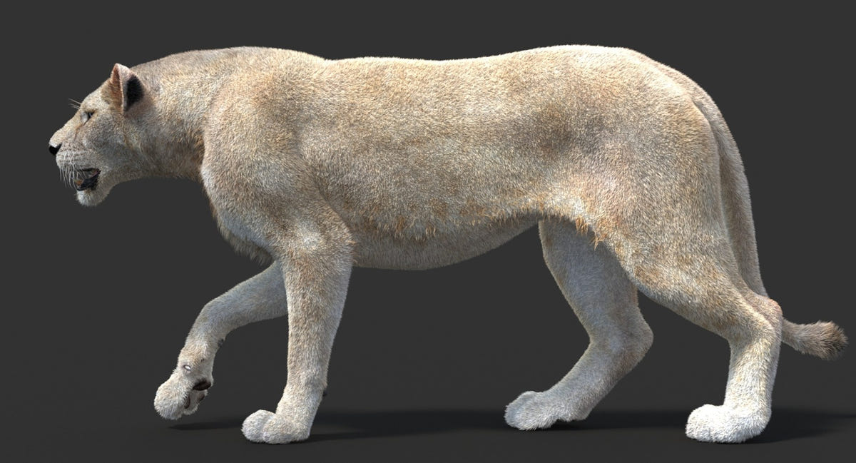Animated Lioness 3D Model - Hair and Fur | Two Colors