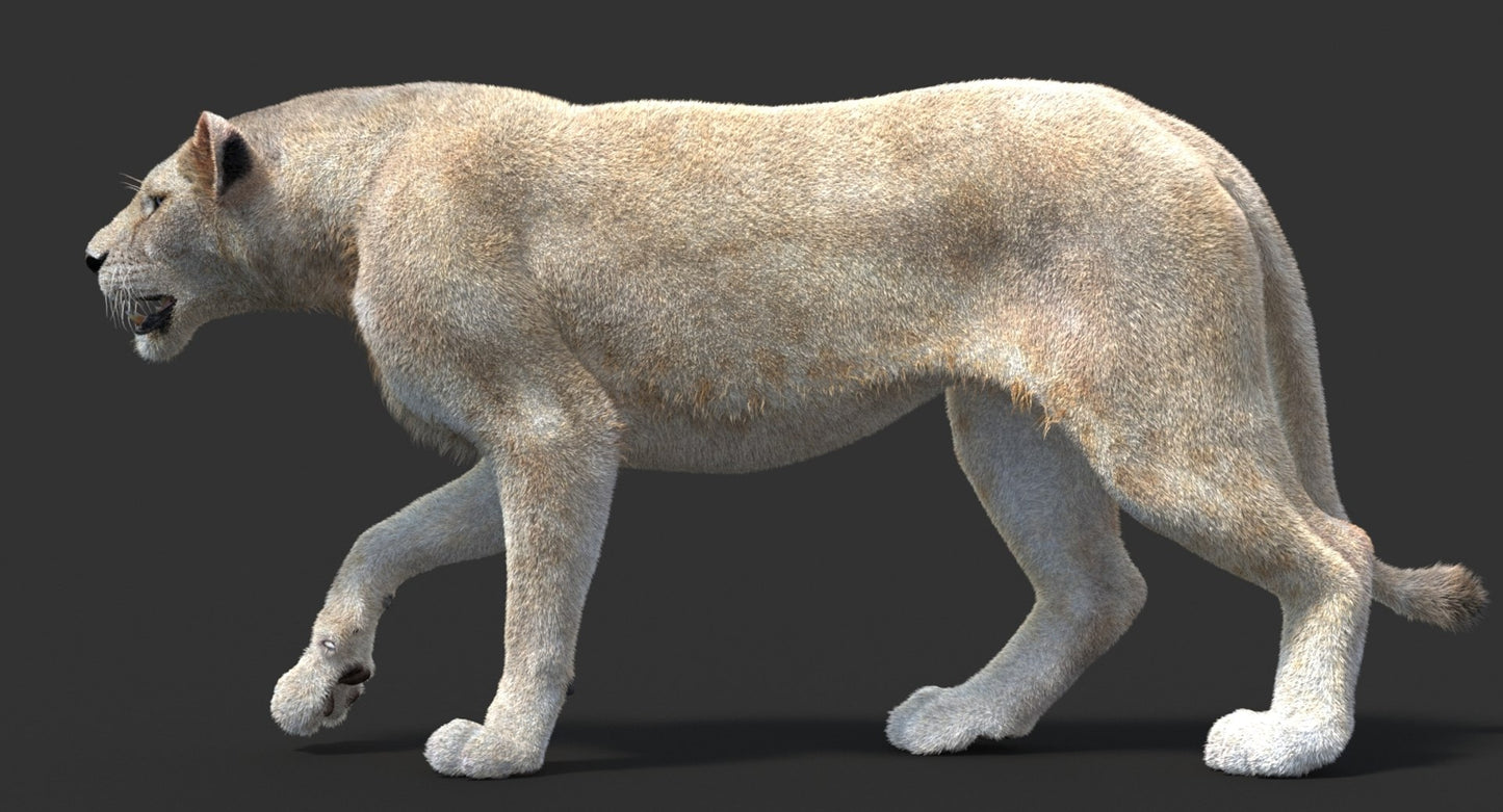 Animated Lioness Fur 3D Model Two Colors