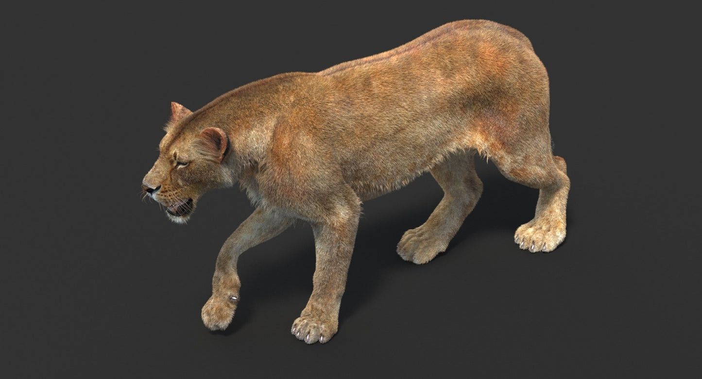 Animated Lioness Fur 3D Model Two Colors