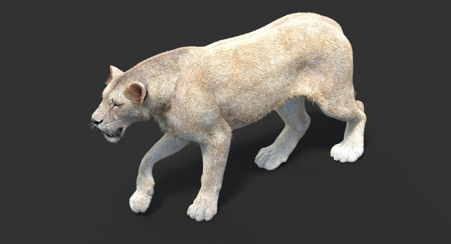 Animated Lioness Fur 3D Model Two Colors