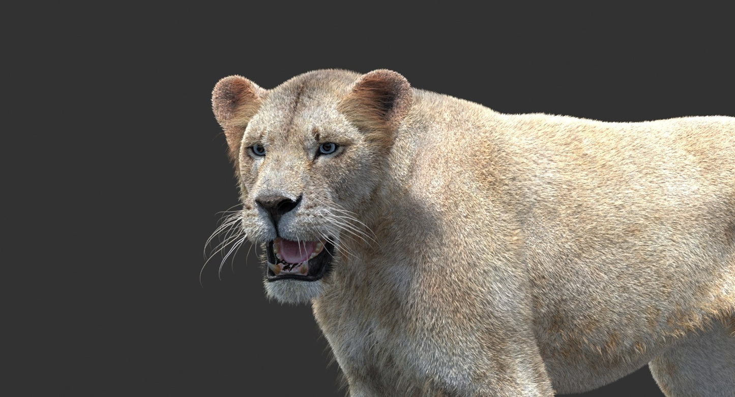 Animated Lioness Fur 3D Model Two Colors